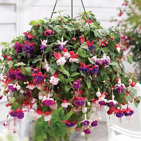 Hanging Fuchsia Basket (available beginning May 6th)
