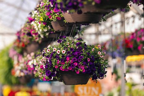 12\" Hanging Combo Blooming Basket (available beginning May 6th)