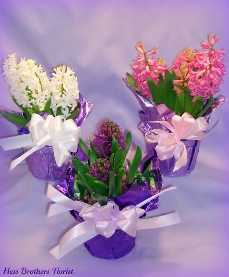 Potted Hyacinths or Tulips