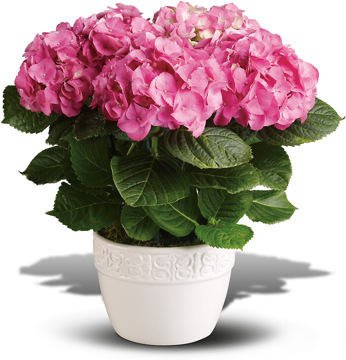 Happy Hydrangea - 8" Basket
