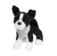 Douglas - Quincy Boston Terrier