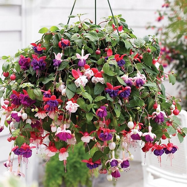 Hanging Fuchsia Basket  *Available after May 2nd*