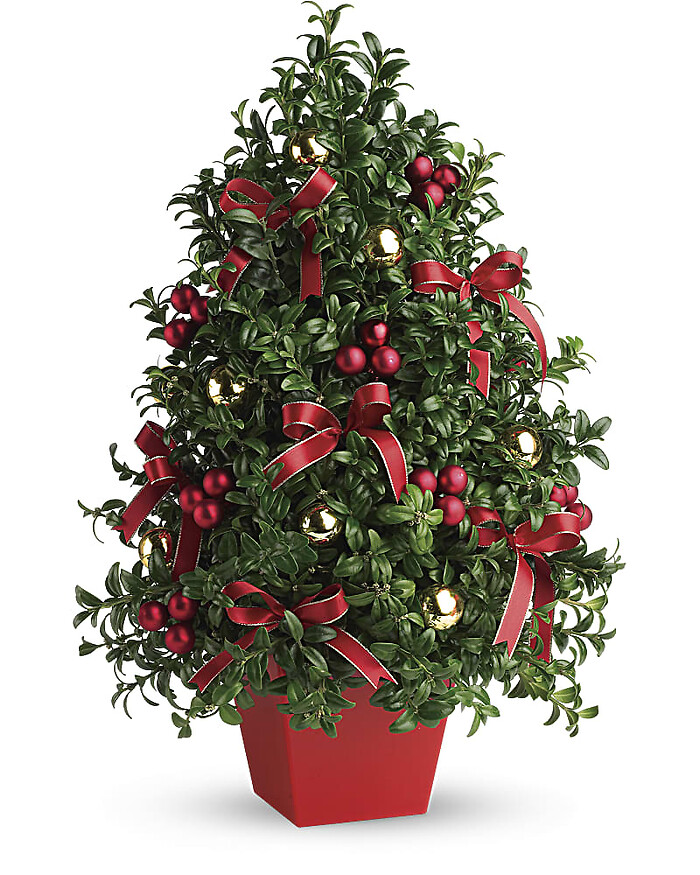 Deck the Halls Boxwood Tree **SOLD OUT**
