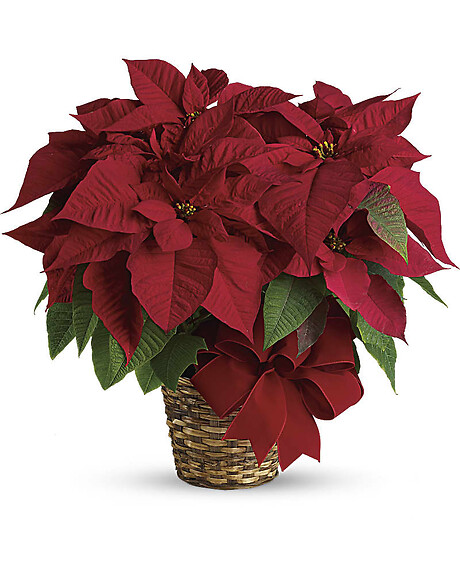 Red Poinsettia Large