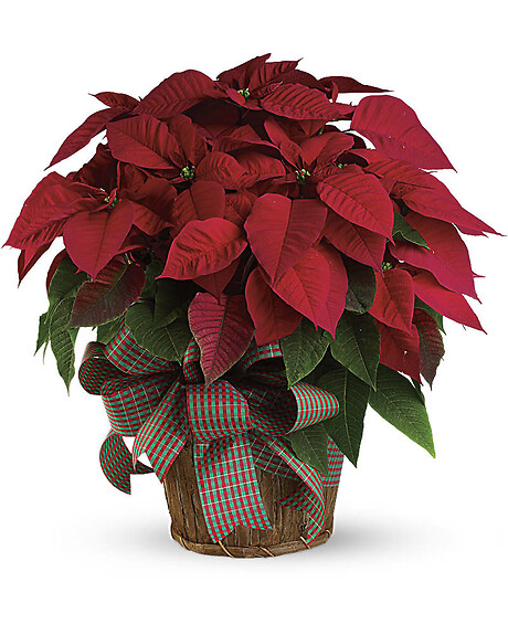 Red Poinsettia Medium