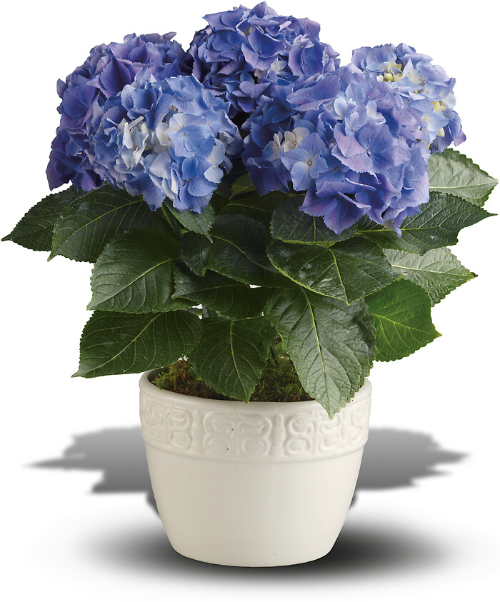Happy Hydrangea - 6" foil pot Blue