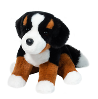 Douglas - Bowie Bernese Mountain Dog