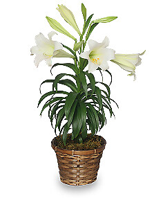 Easter Lily Plant 6&quot; pot