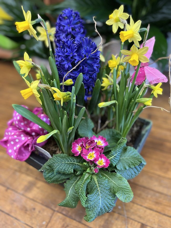 Spring Bulb Garden