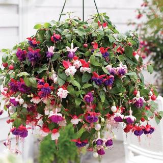 Hanging Fuchsia Basket  *SOLD OUT*
