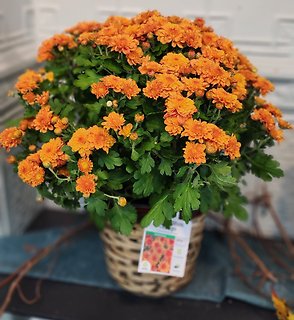 Potted Mum Plants -SOLD OUT