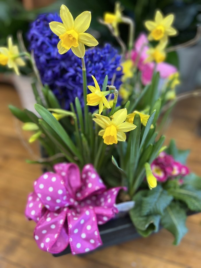 Spring Bulb Garden