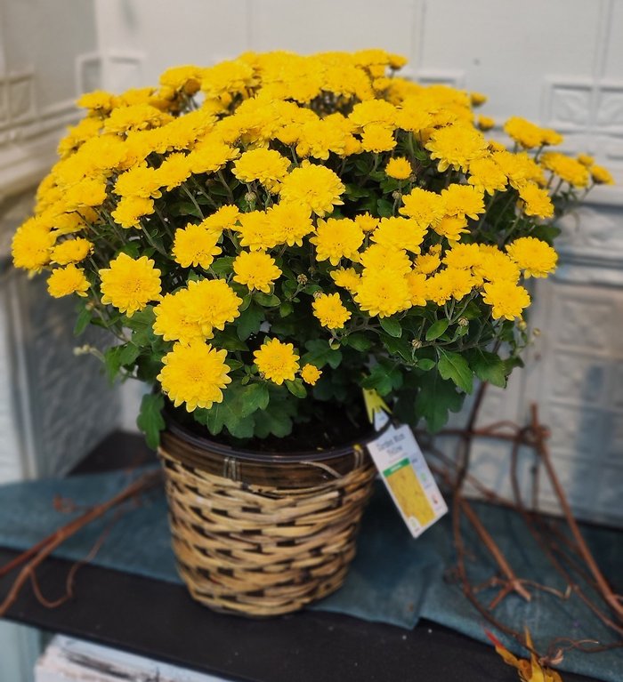 Potted Mum Plants -SOLD OUT