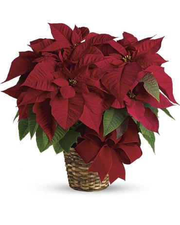 **SOLD OUT** Red Poinsettia