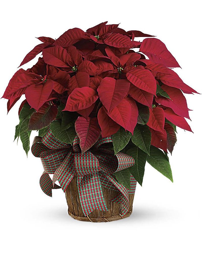 Red Poinsettia Large