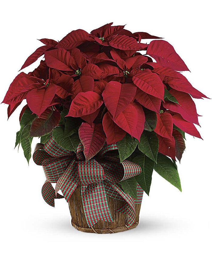 Red Poinsettia