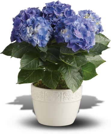 Happy Hydrangea - Blue  SOLD OUT