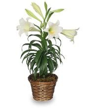 Easter Lily Plant  SOLD OUT