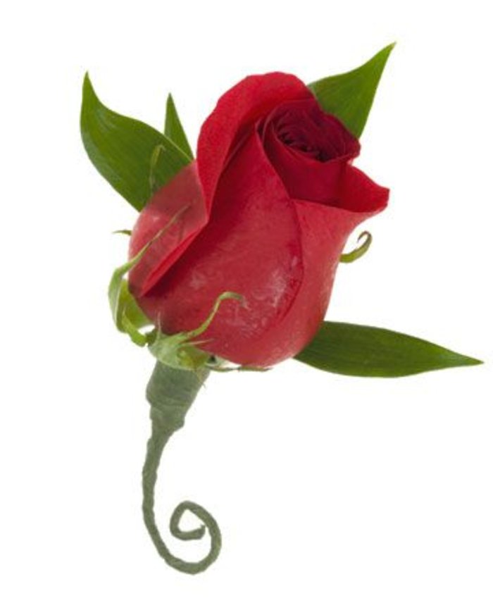 Rose Boutonniere