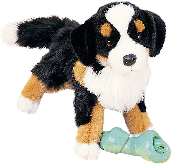 Douglas Miranda Bernese Dog