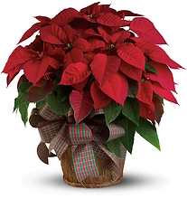 **SOLD OUT** Large Red Poinsettia
