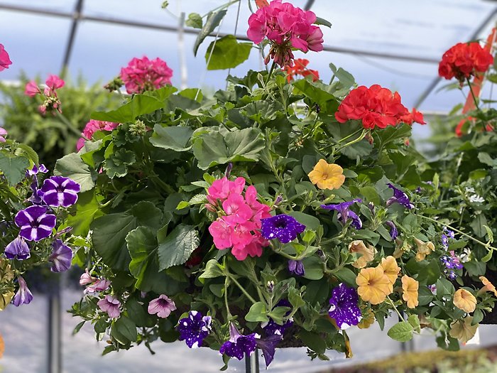 12\" Hanging Combo Blooming Basket (available beginning May 6th)