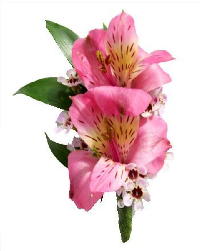 Alstroemeria Boutonniere