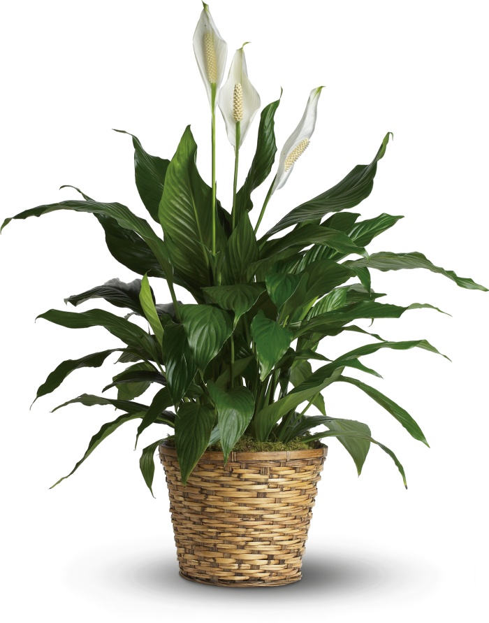 Simply Elegant Spathiphyllum - Medium SOLD OUT