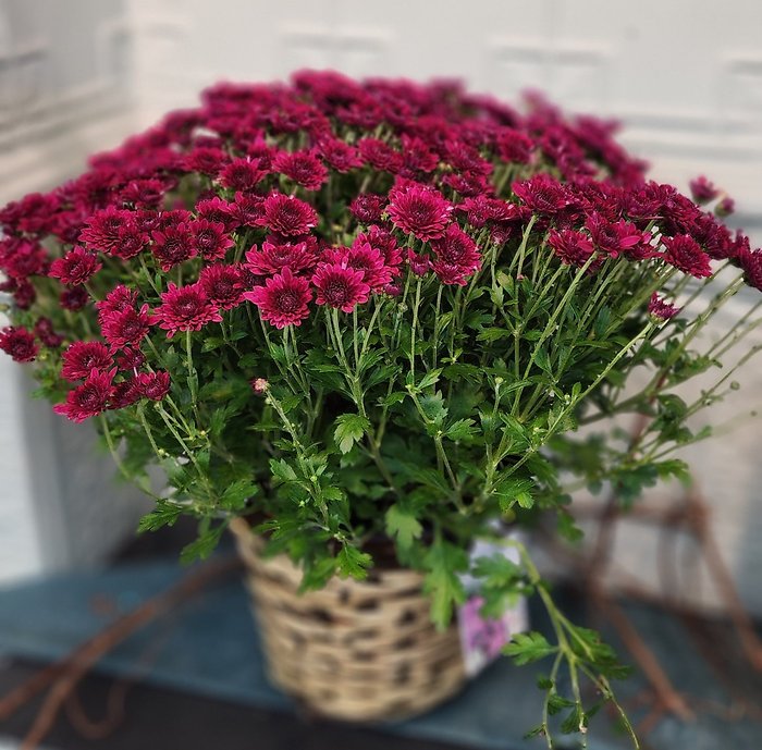 Potted Mum Plants -SOLD OUT